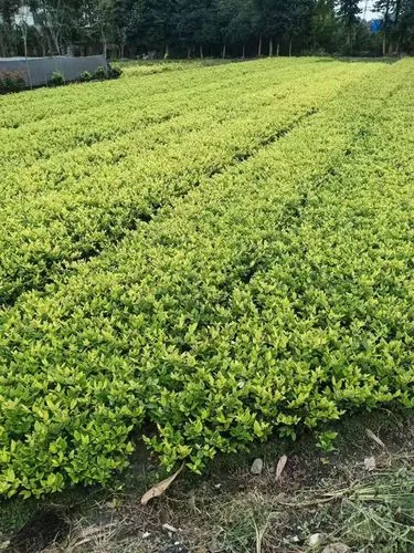 网球拍线自营是正品吗_